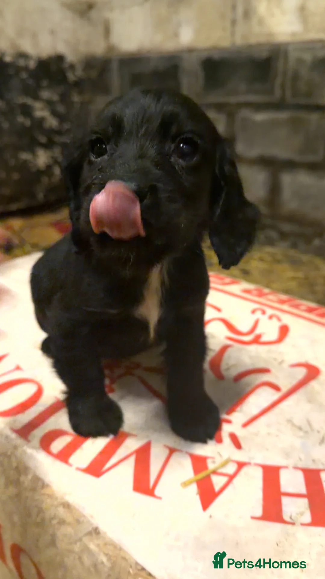 Cocker Spaniel dogs for sale: Working cocker spaniel puppies  - Advert 3