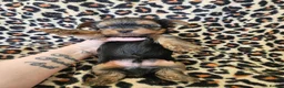 Yorkshire Terrier dogs for sale: 🩷 1 Toy girl 🩷DNA tested parents 2 girls 3 boys  - Advert 21