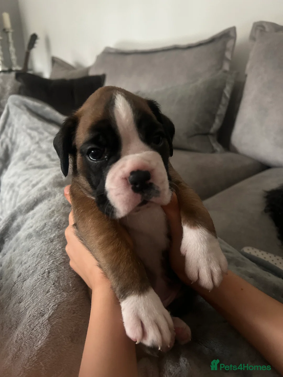 Boxer dogs for sale: Exceptional Litter - World Champion Bloodline  - Advert 11