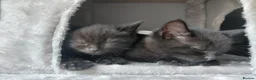 Mixed Breed cats for sale: Beautiful black fluffy babies 2 left - Advert 4