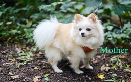 Pomeranian dogs for sale: Beautiful white teddy bear pomeranian puppies - Image 6