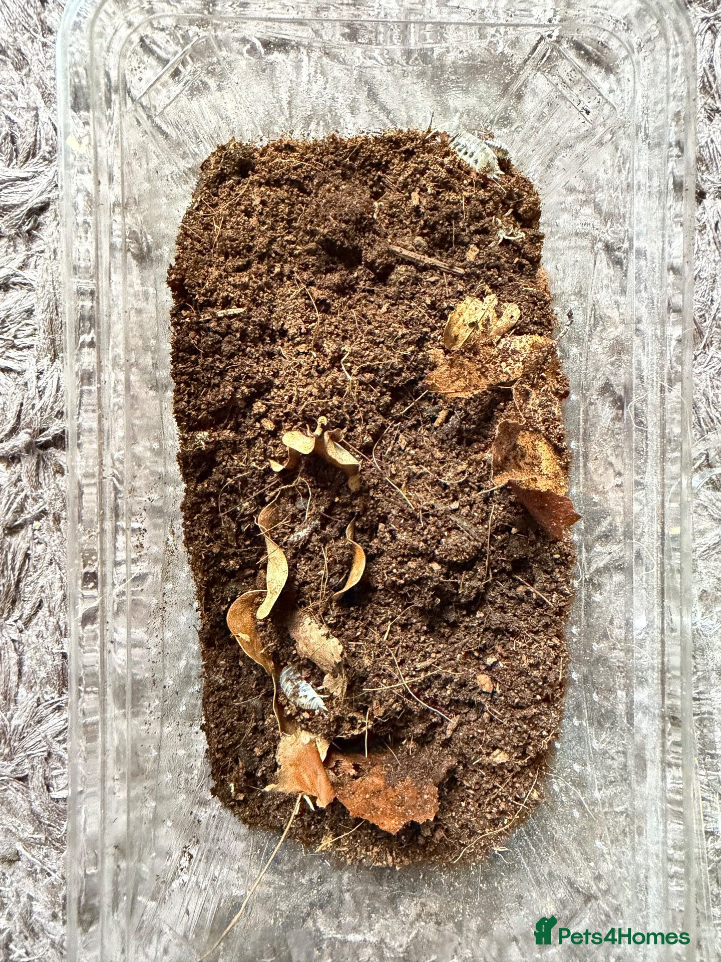 Isopods invertebrates Dairy cow isopods  - Advert 1
