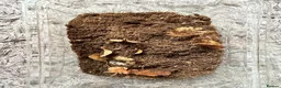 Isopods invertebrates for sale: Dairy cow isopods  - Advert 1