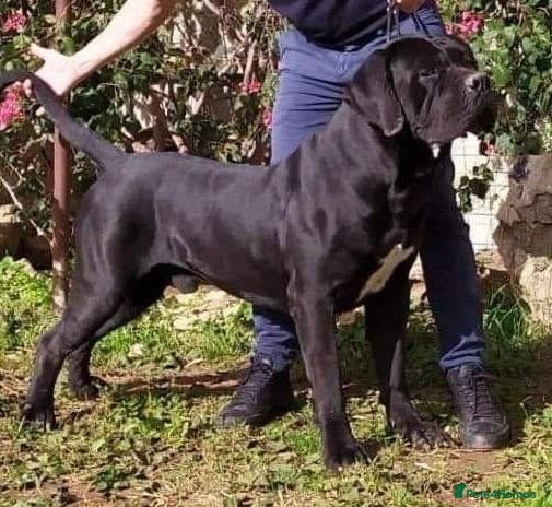 Cane Corso dogs Pure ICCF and FCI registered champion bloodline  in Isleworth - Advert 7