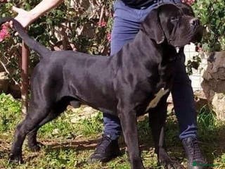 Cane Corso dogs Pure ICCF and FCI registered champion bloodline in Isleworth - Advert 7