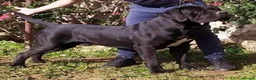 Cane Corso dogs for stud: Pure ICCF and FCI registered champion bloodline  in Isleworth - Advert 1