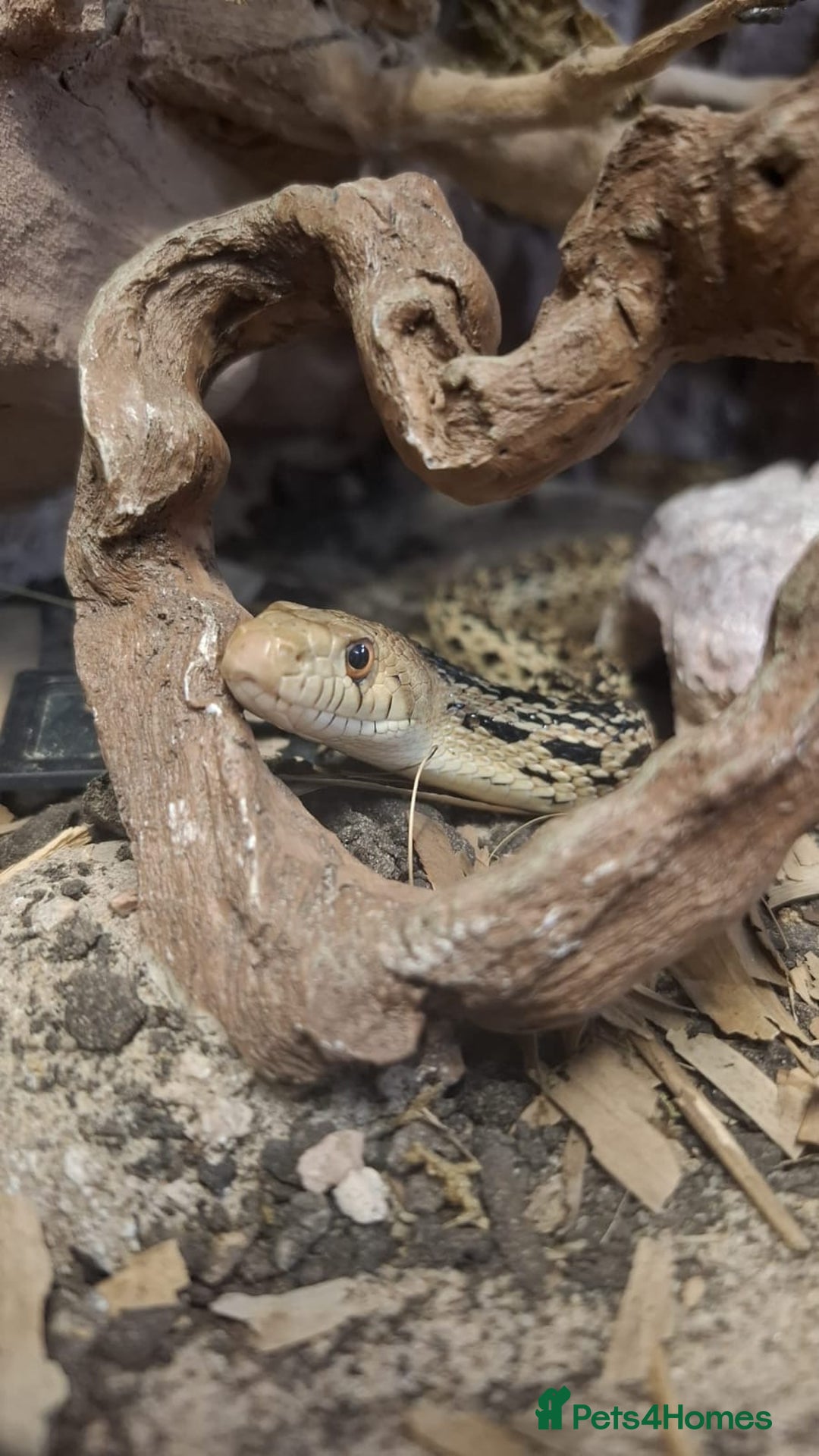 Snake reptiles for sale: Rainbow boa & Gopher snake - Advert 5