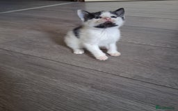 Mixed Breed cats for sale: 6 Stunning Kittens  - Image 8