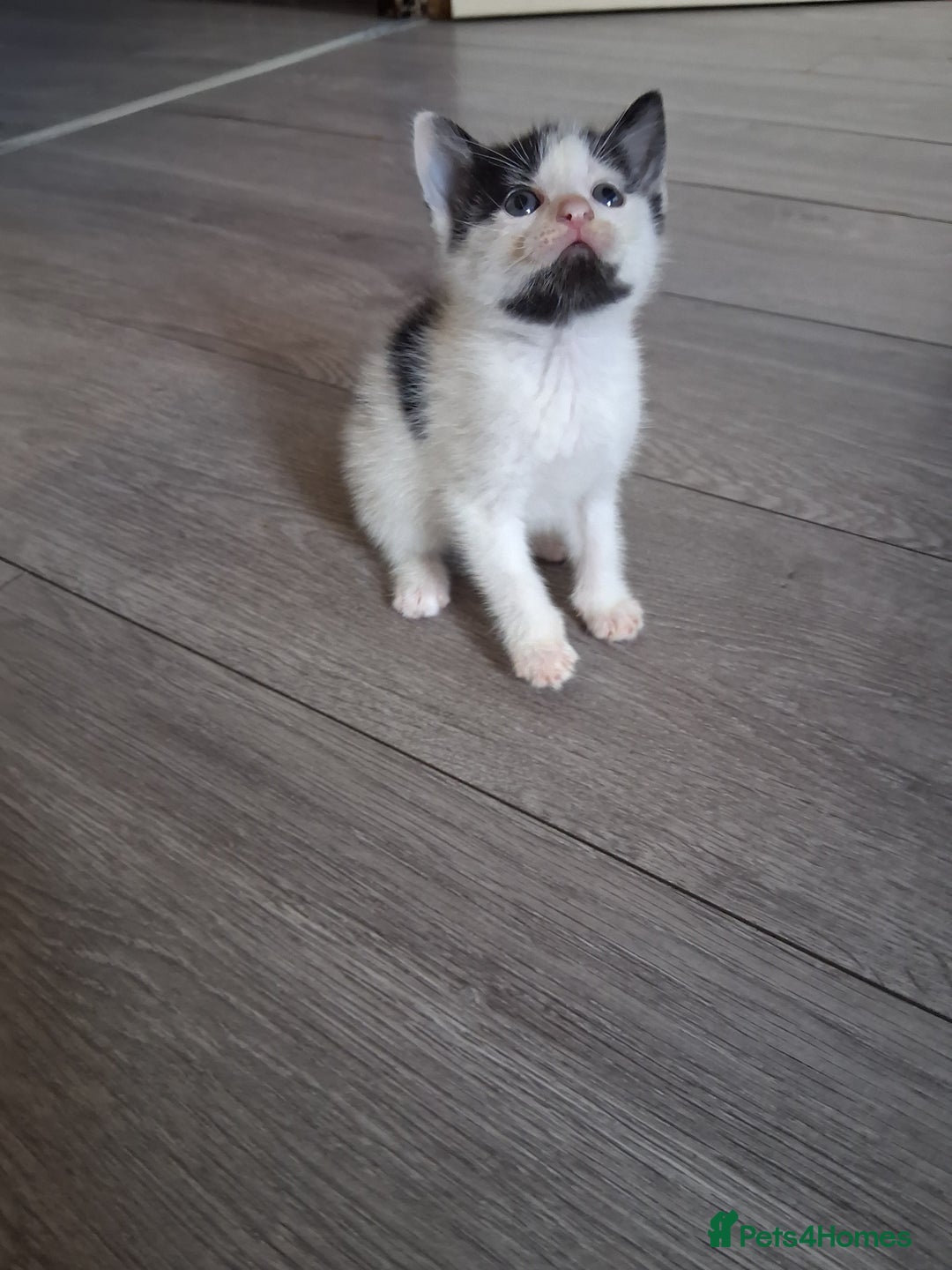 Mixed Breed cats for sale: 6 Stunning Kittens  - Image 8