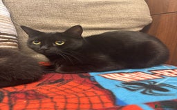 Mixed Breed cats for sale: 3 beautiful kitties ready now!!  - Image 2