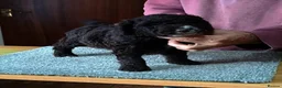 Spanish Water Dog dogs for sale: KC REGISTERED SPANISH WATER DOG PUPPIRS - Advert 10