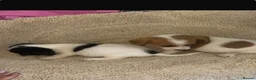 Jack Russell dogs for sale: Jack Russell’s - Advert 5
