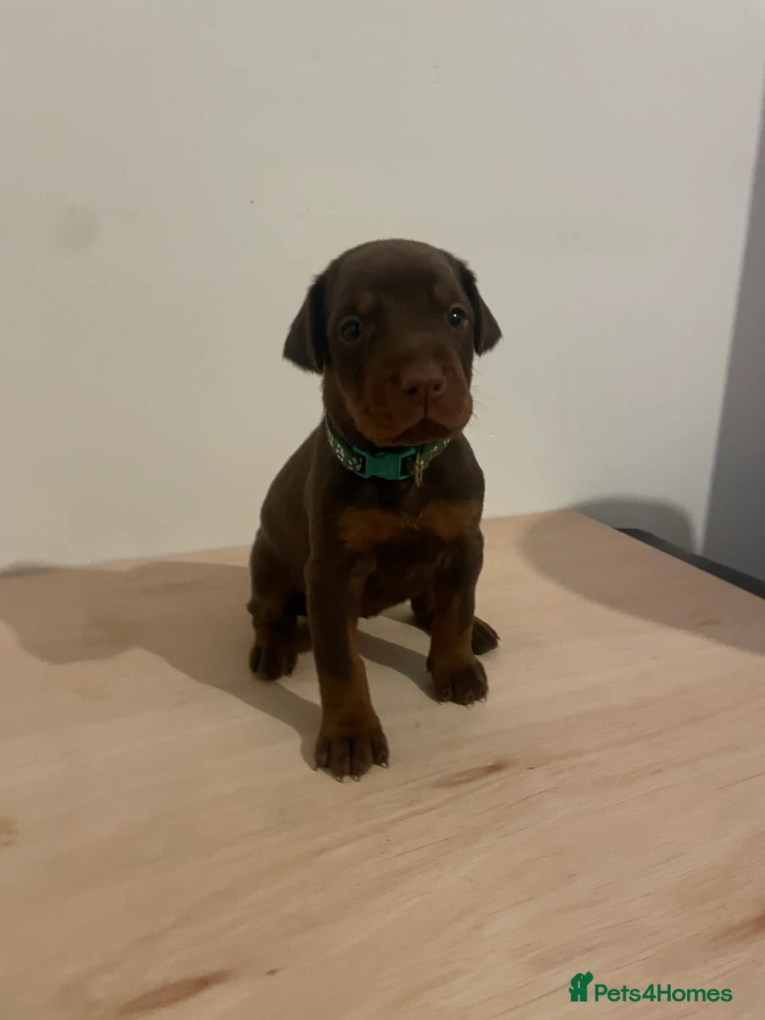 Dobermann dogs for sale: dobermann pinscher - Advert 21