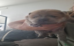 Chow Chow dogs for sale: Chow chow puppies - Image 8