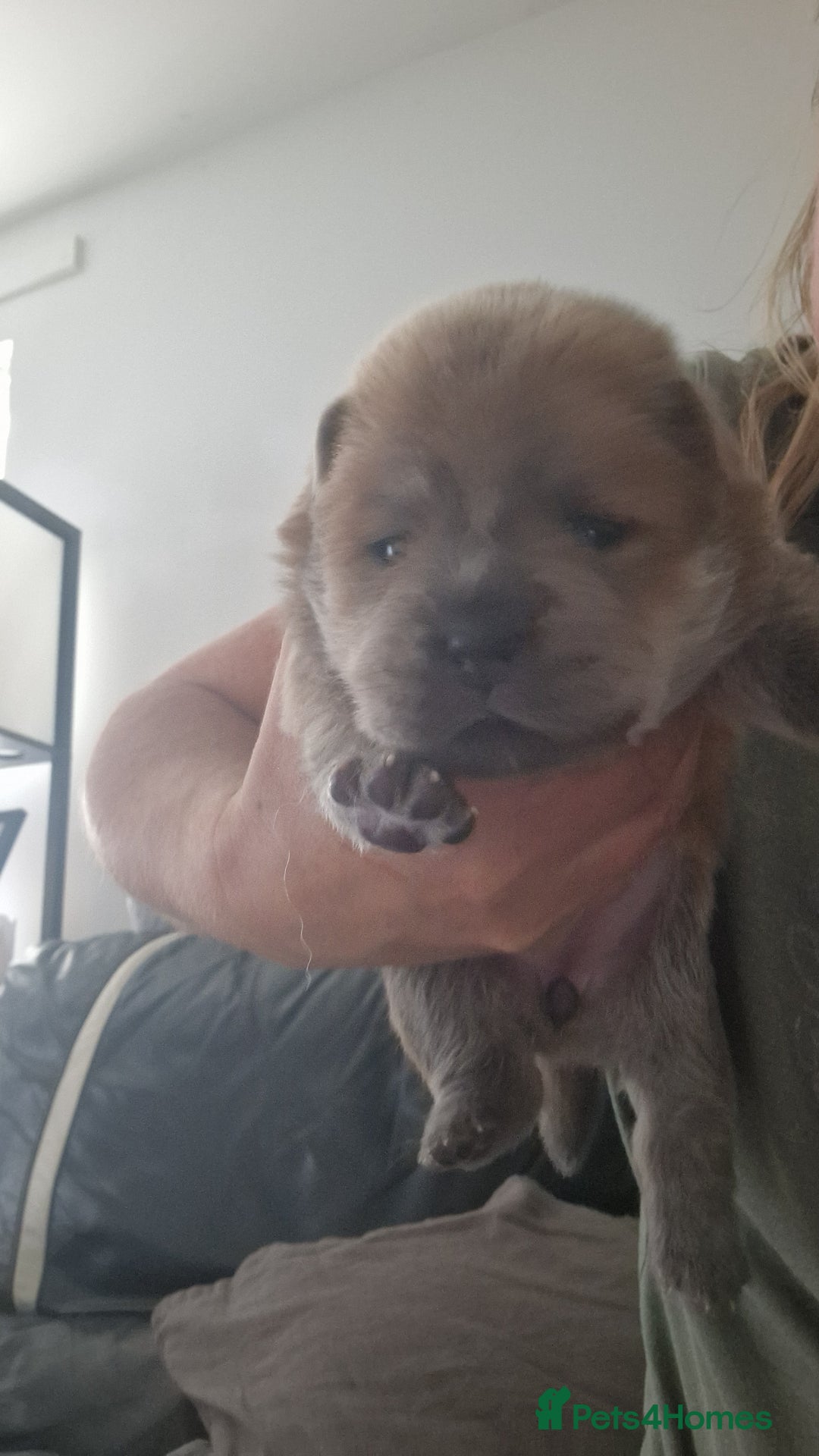 Chow Chow dogs for sale: Chow chow puppies - Image 8