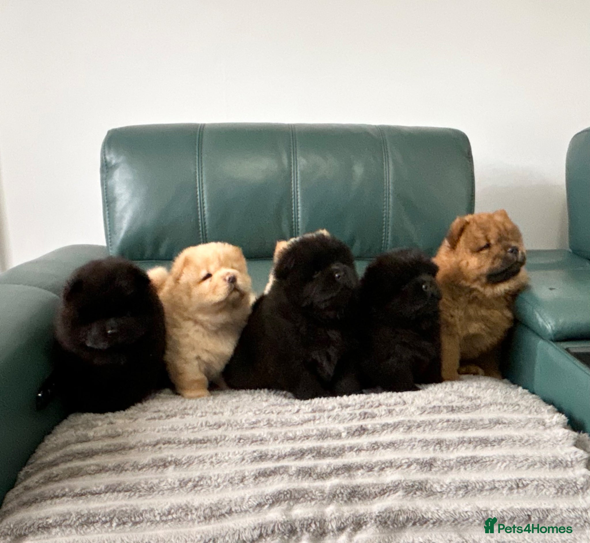 Chow Chow dogs for sale: Kc Registered chowchow pups - Advert 4