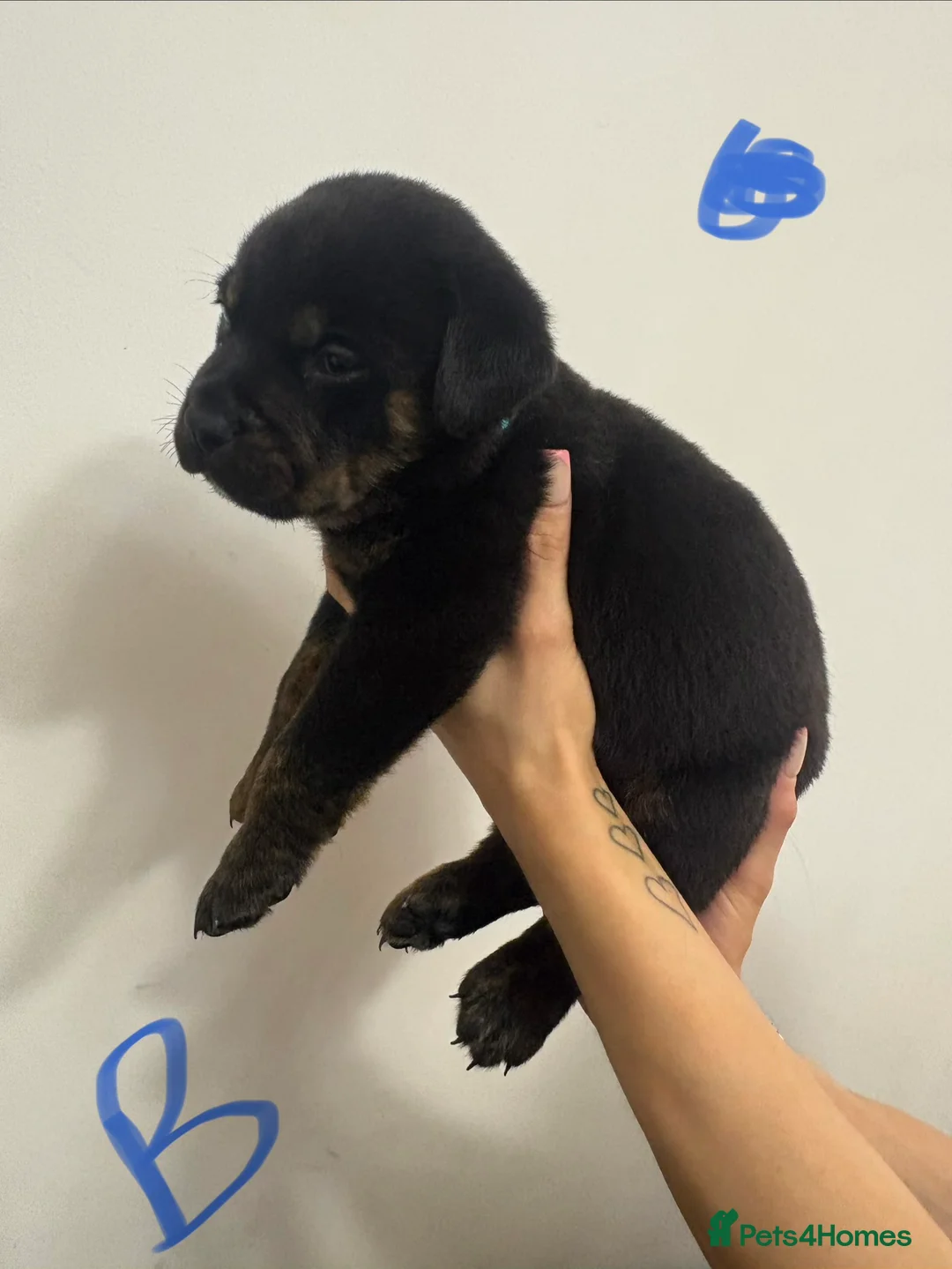 Mixed Breed dogs for sale: Rottweiler X Olde Tyme bulldog puppies  - Advert 12