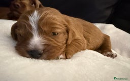 Mixed Breed dogs for sale: Cockapoo/Cavapoo Mix Puppies Available 10 Nov 25 - Image 19
