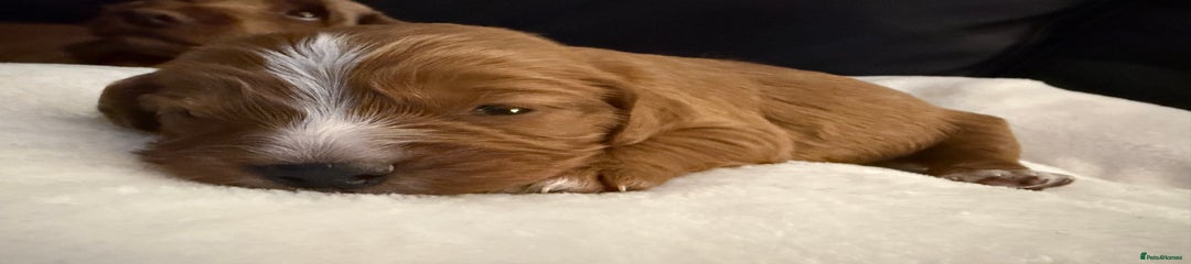 Cockerpoo/Cavapoo - Miss Mango 🧡