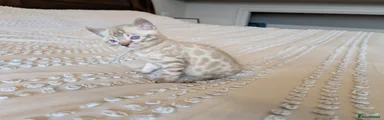 Bengal Kitten 4 🩶
