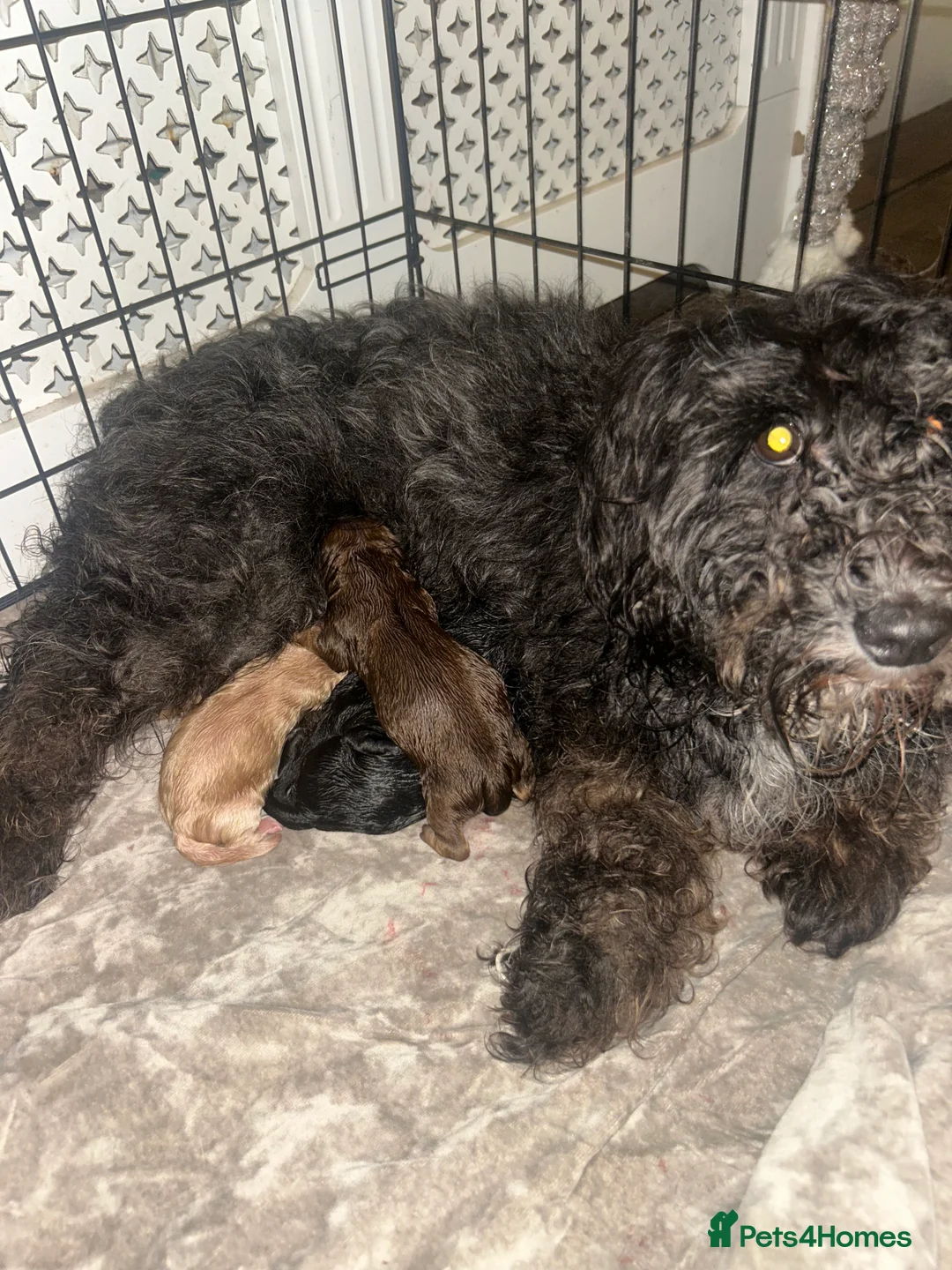 Maltipoo dogs for sale: Stunning Maltipoos 😍😍 - Advert 10