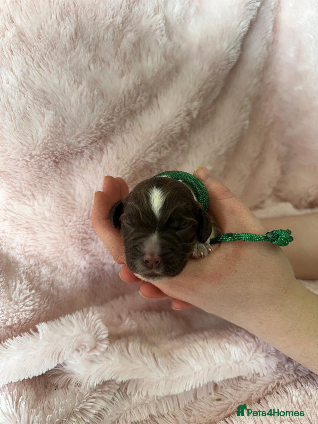 Cocker Spaniel dogs for sale: Cocker Spaniel Pups - Solid & Roan - Farlavale - Advert 11