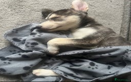 Mixed Breed dogs for sale: Dexter  - Image 4
