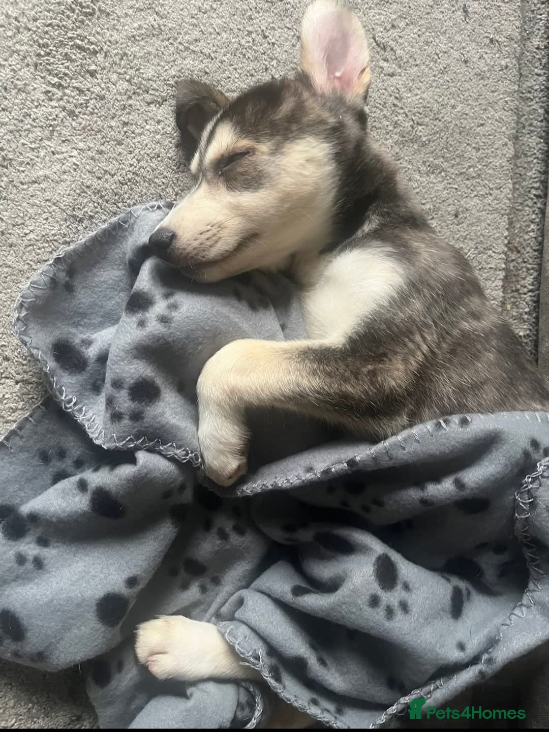 Mixed Breed dogs for sale: Dexter  - Image 4