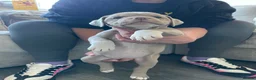 Old Tyme Bulldog dogs for sale: 6 left beautiful old tyme English bulldog puppies  - Advert 9