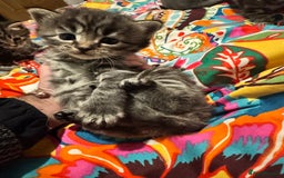 Mixed Breed cats for sale: 3 boys 3 girls  - Image 6