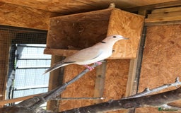 Doves birds for sale: Ring neck doves - Image 2