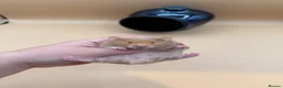 Hamster rodents for sale: Adorable PEDIGREE Syrian baby’s - Advert 3