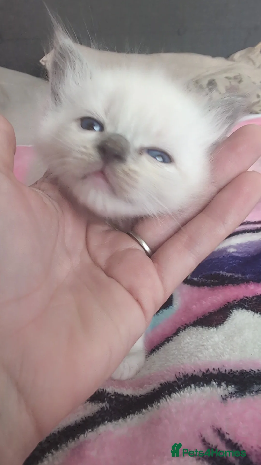 Ragdoll cats for sale: 3 of 6 ragdoll kittens available  - Advert 2