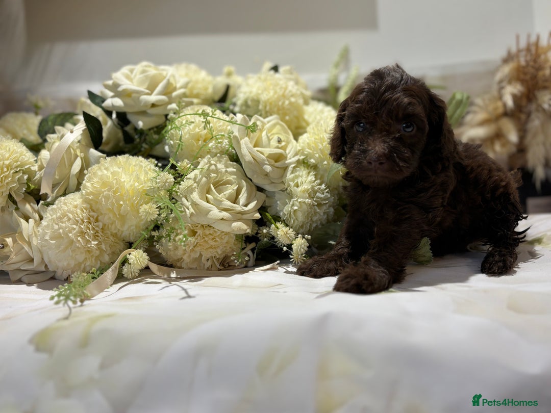 Cockapoo dogs for sale: Beautiful Cockapoo puppies  - Image 5