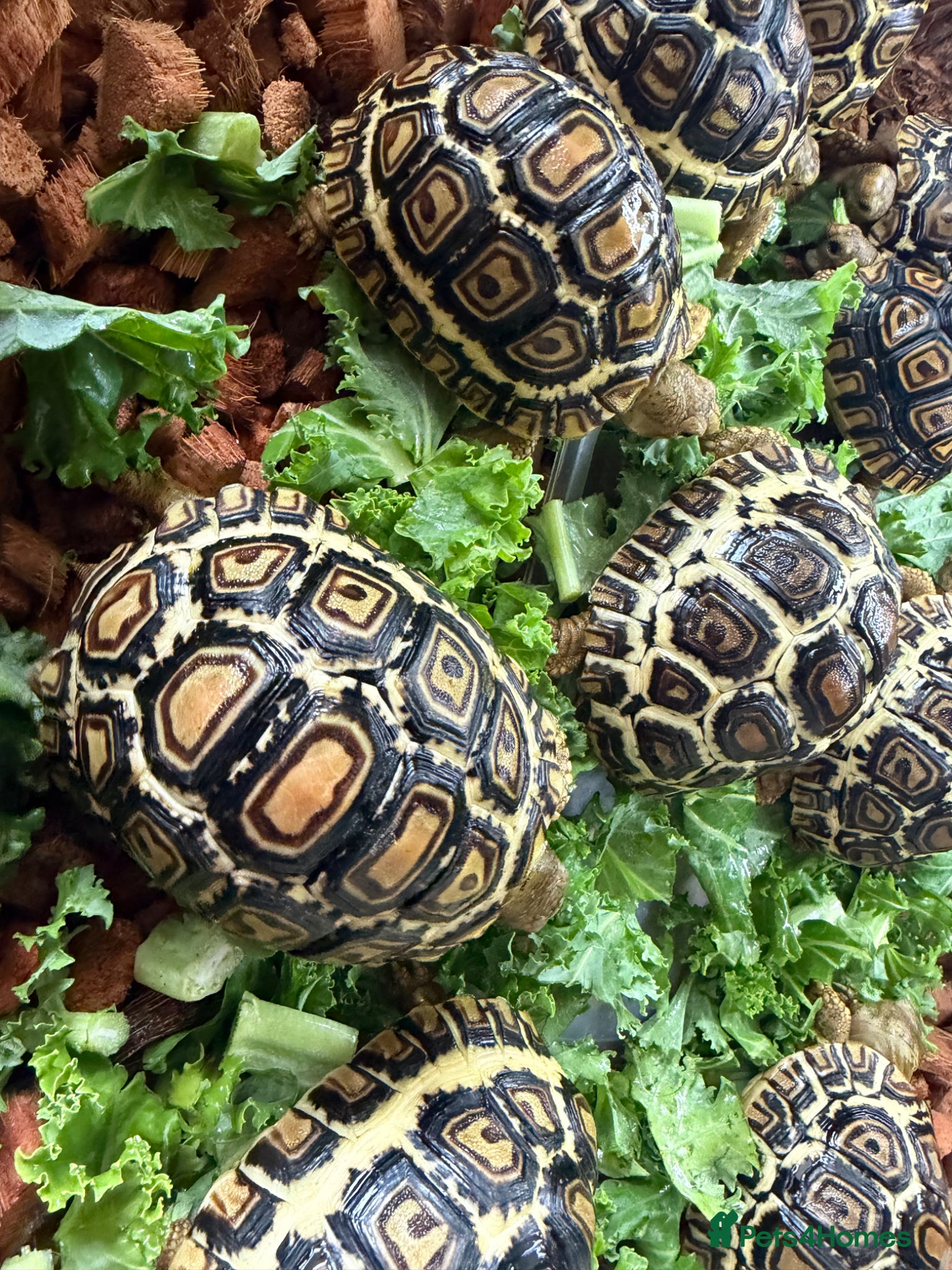 Tortoise reptiles for sale: Leopard Tortoise - Gorgeous Hatchlings  - Advert 2
