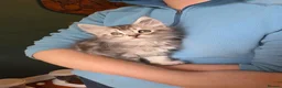 Maine Coon cats for sale: Maine Coon Kittens for Sale - Advert 19