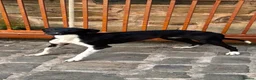 Saluki dogs for sale: Slukie greyhound  in Barnsley - Advert 1