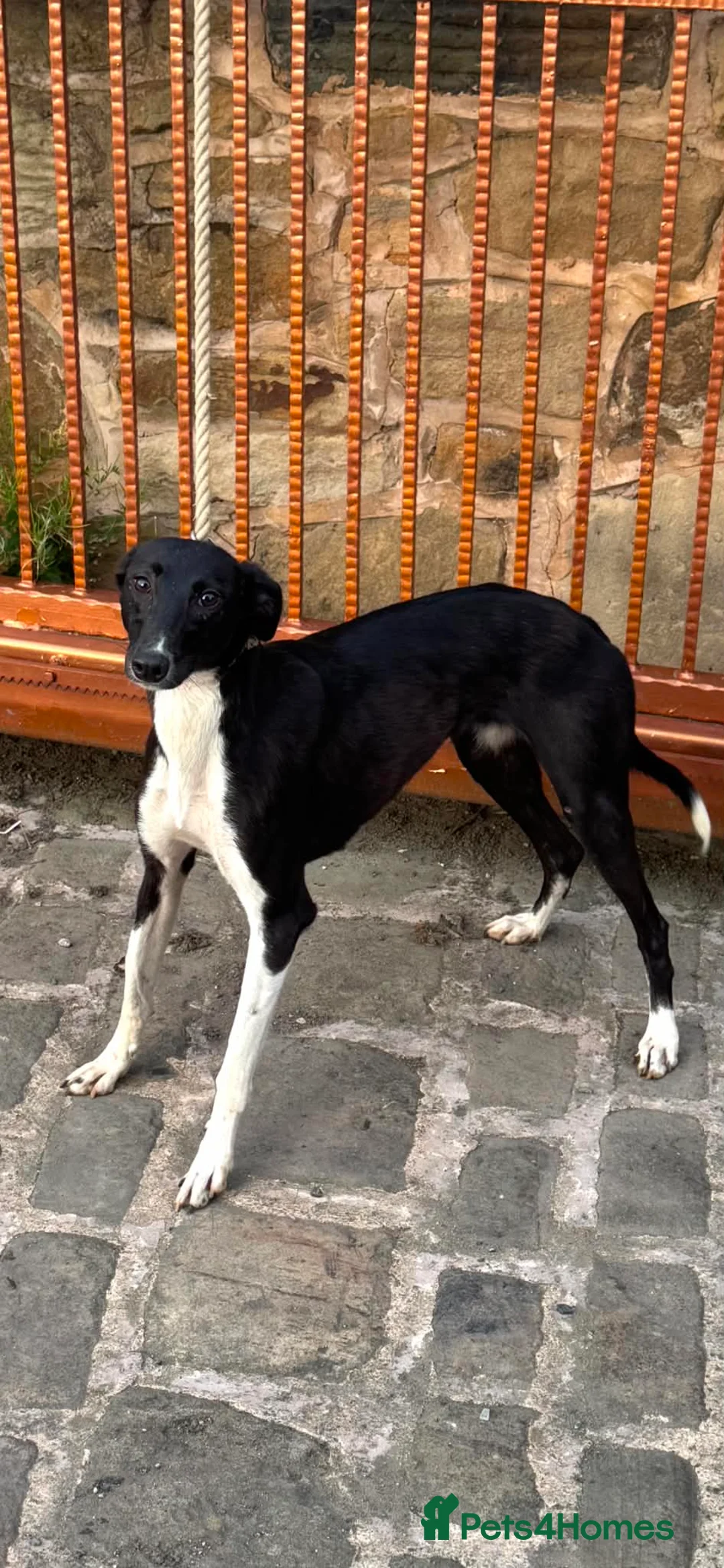 Saluki dogs for sale: Slukie greyhound  in Barnsley - Advert 1