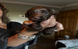 Cockapoo dogs for sale: Adorable F2b Cockapoo Puppies – Ready to Reserve  - Image 20
