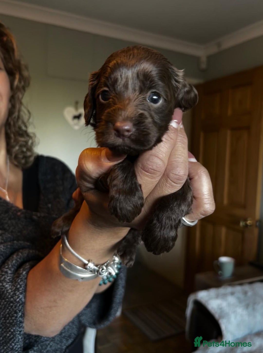 Cockapoo dogs for sale: Adorable F2b Cockapoo Puppies – Ready to Reserve  - Image 20