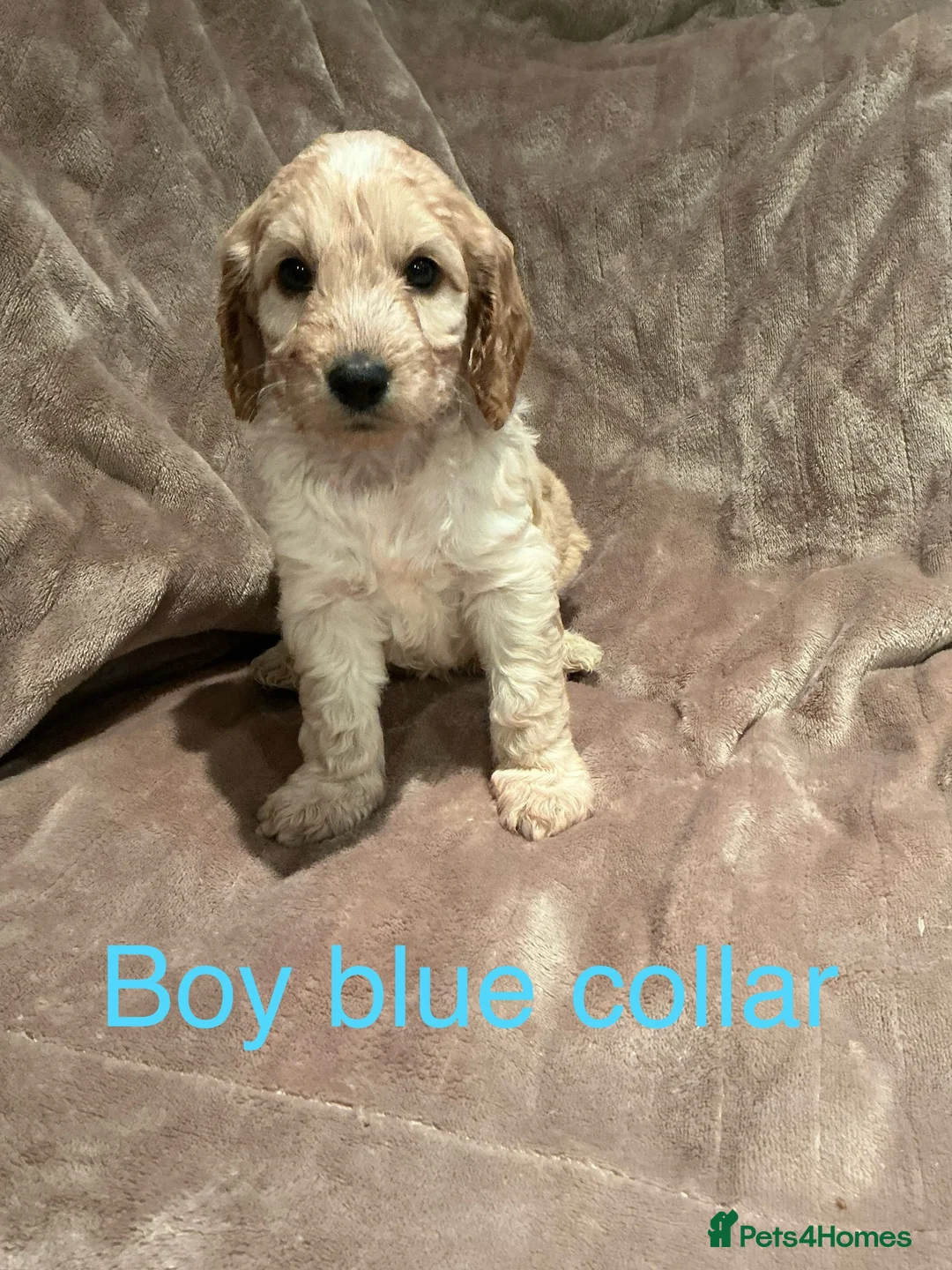 Cockapoo dogs for sale: Beautiful little F1 Cockapoo puppies  - Advert 3