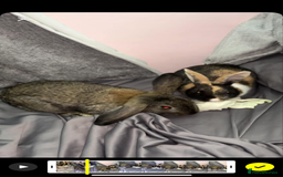 French Lop rabbits for sale: 2 Boy Rabbits  - Image 1