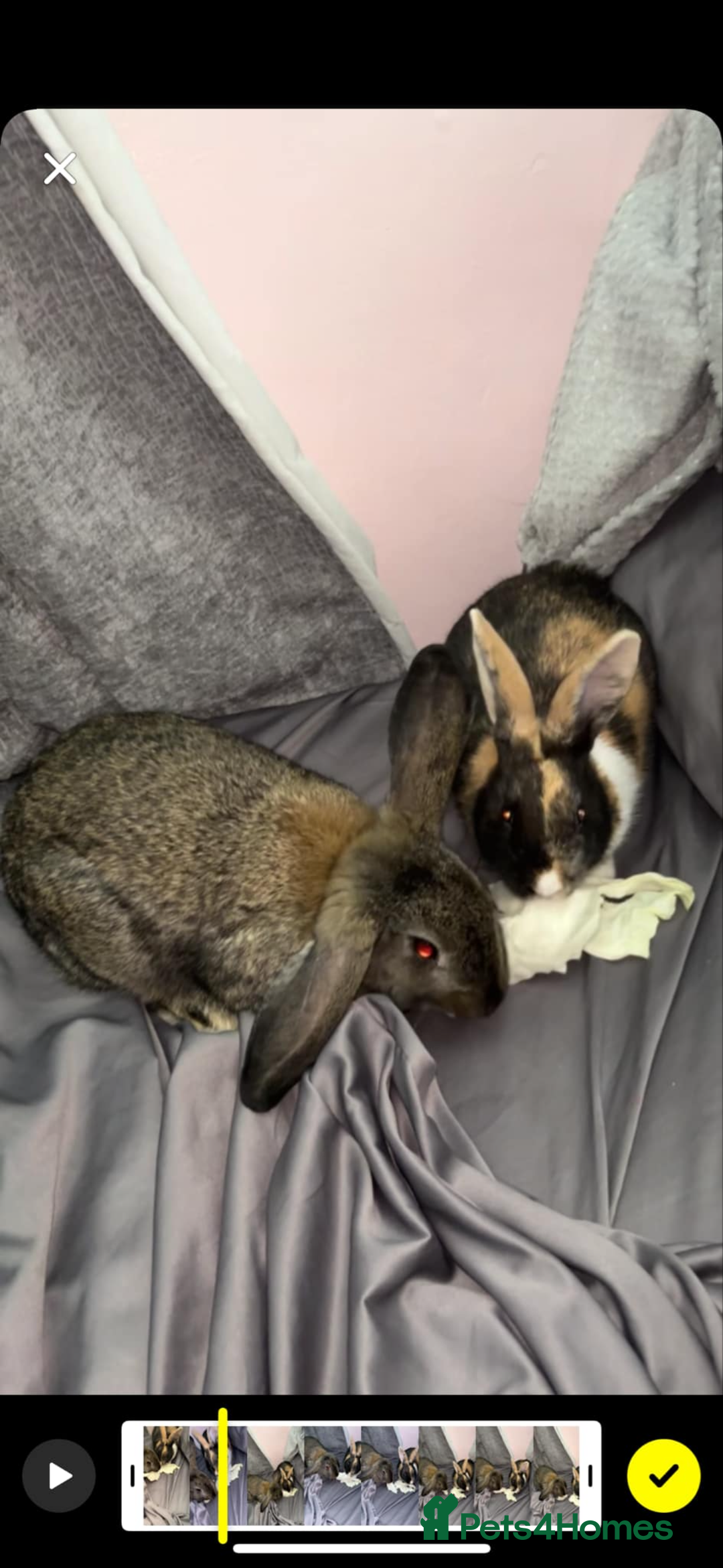 French Lop rabbits for sale: 2 Boy Rabbits  - Image 1