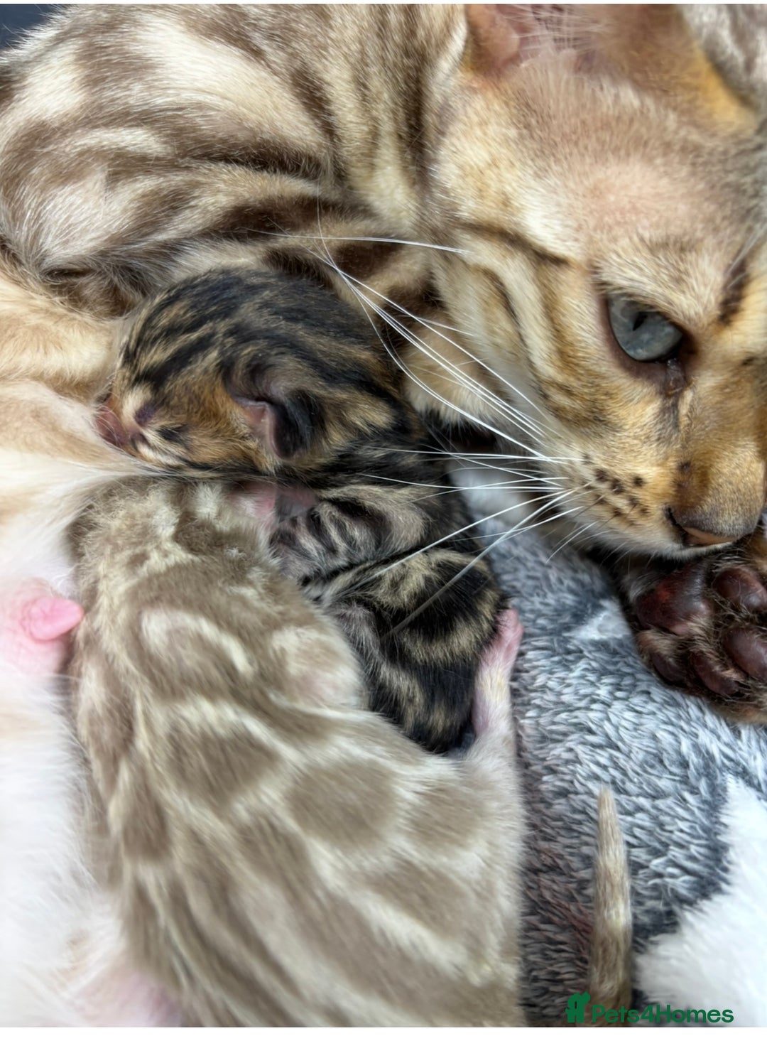 Bengal cats for sale: Beautiful mink TICA registered bengal girl - Advert 2