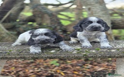 Cocker Spaniel dogs for sale: KC Reg Show Type Cockers - Advert 2