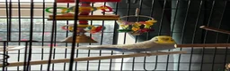 Budgerigars birds for sale: 2 budgies with there own cage set up  in Walton on the Naze - Advert 6