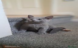 Russian Blue cats for sale: TICA 5* Pedigree Russian Blue Kittens - Image 3