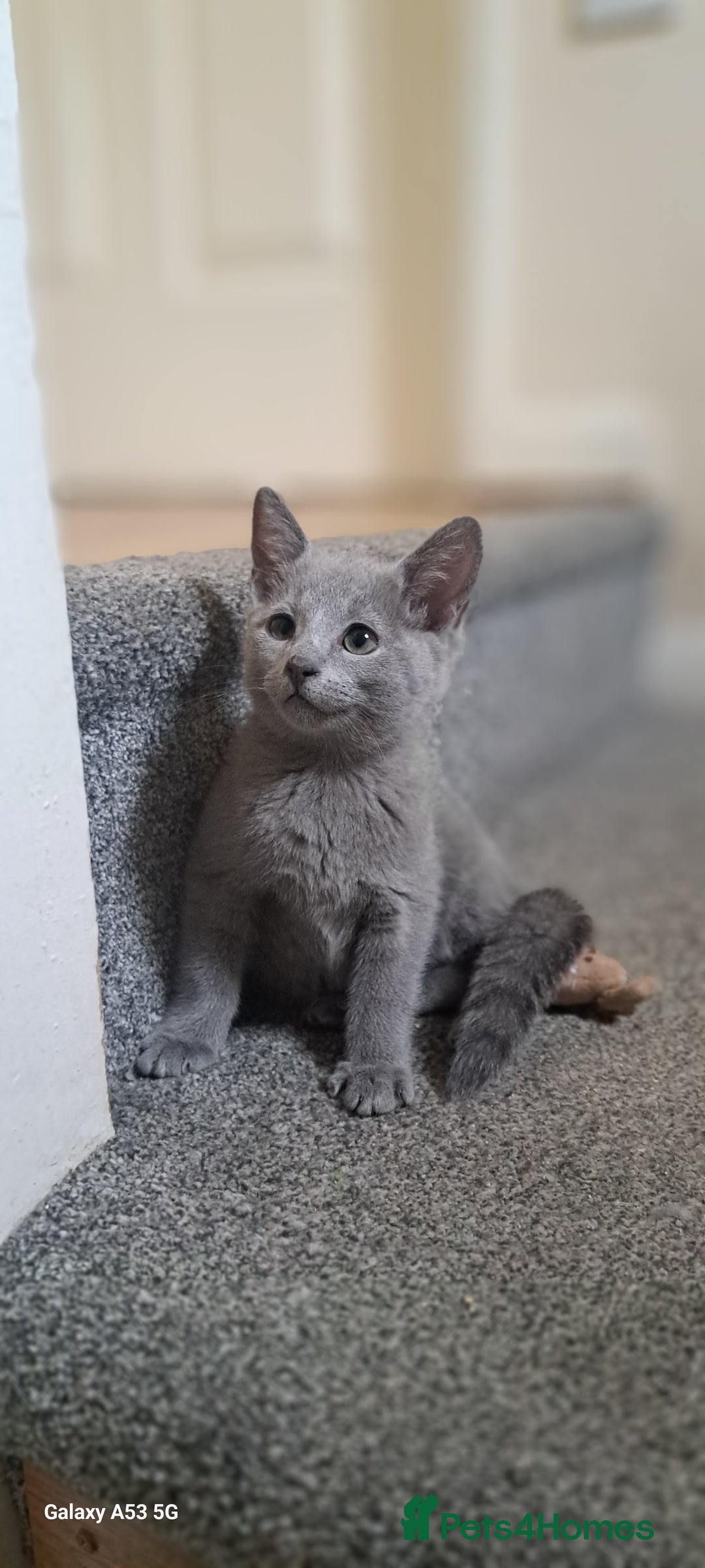 Russian Blue cats for sale: TICA 5* Pedigree Russian Blue Kittens - Image 3