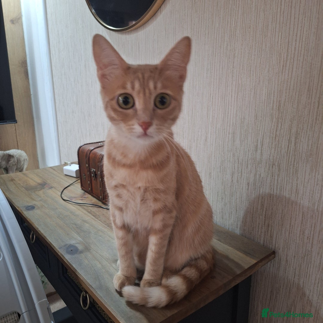 Mixed Breed cats for sale: MAGGIE & HOPE  - Image 4