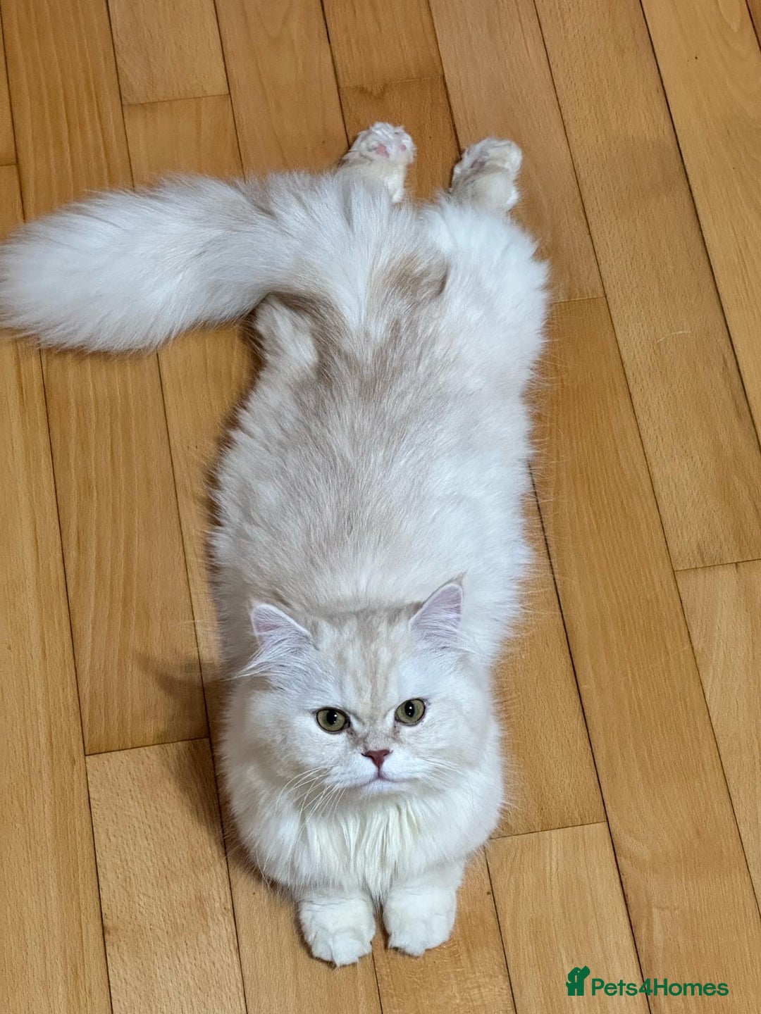 Napoleon cats for sale: 1 boy & 2 girl munchkin kittens ready for new home - Advert 1